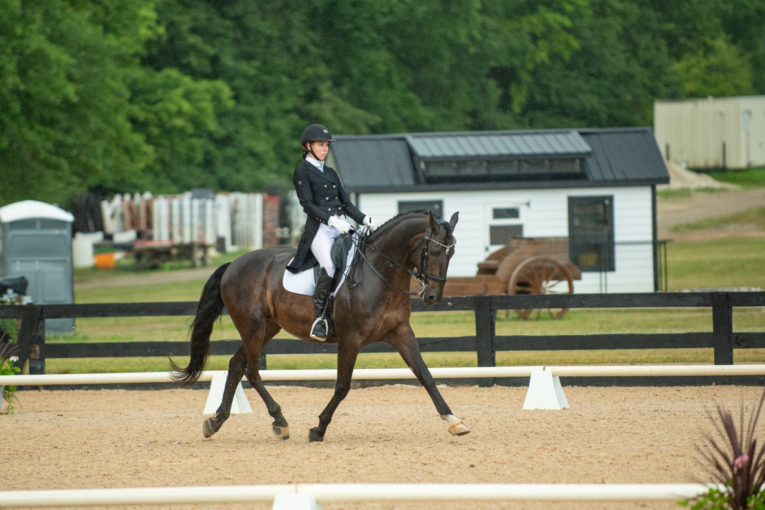 Dressage equestrian discipline