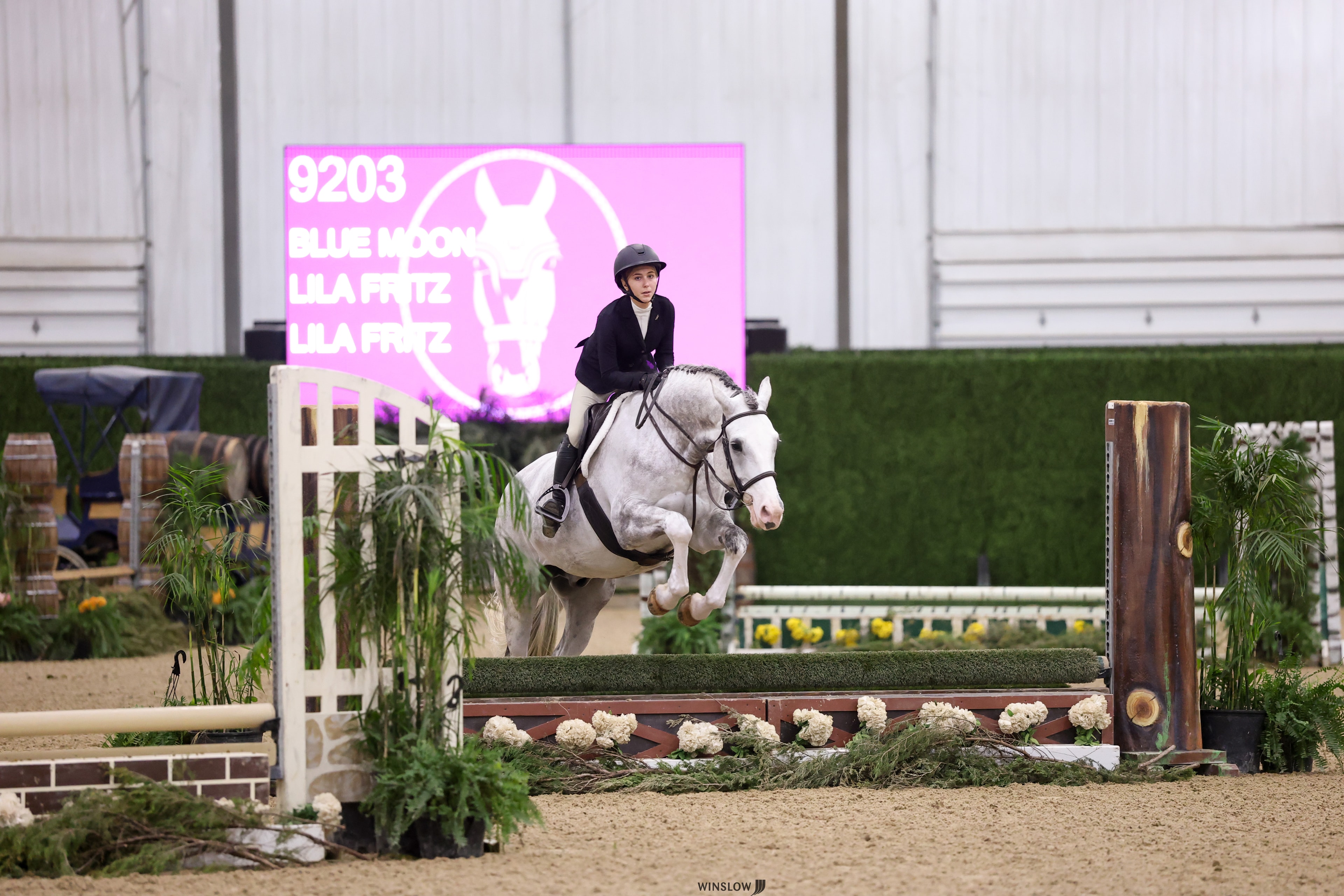 Hunter equestrian discipline