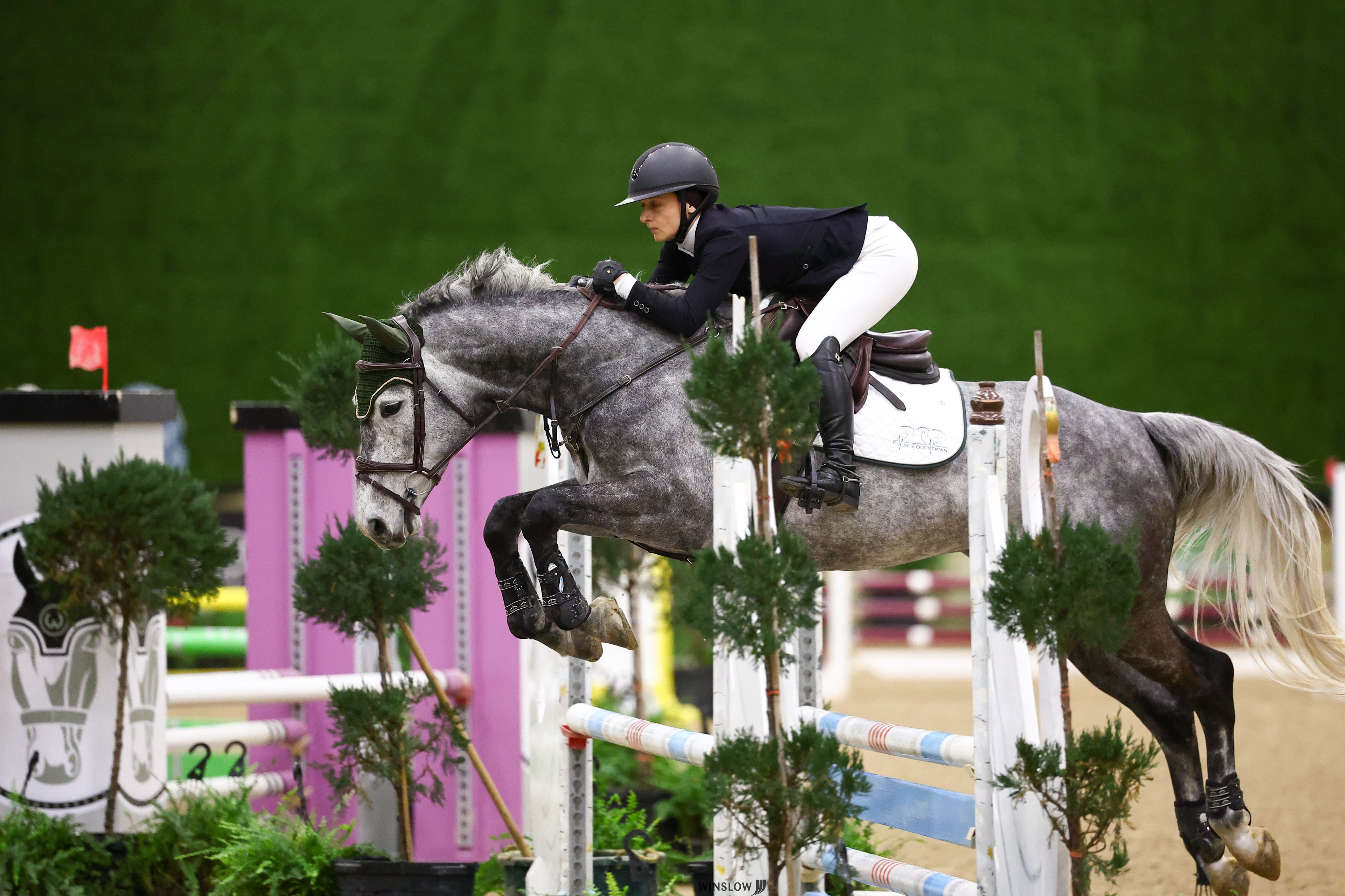 Jumper equestrian discipline